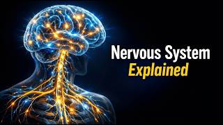 The Nervous System Explained Simply | Brain, Neurons & Signals