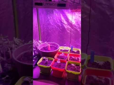 Heirloom vegetables in grow tent