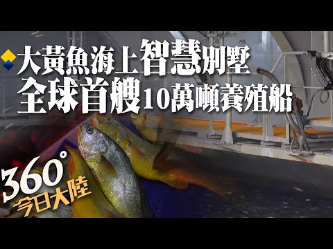 又一\海上巨無霸\!探班「全球首艘10萬噸級」智慧養殖工船 自動投餵、24小時不間斷換水~年產3700噸大黃魚 【360今日大陸】20231029 @全球大視野Global_Vision