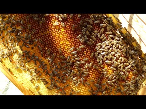 Летнее развитие апиулья и пасики Валентина