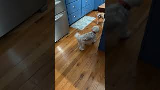 Video preview image #1 Poodle (Toy) Puppy For Sale in Alexandria, KY, USA