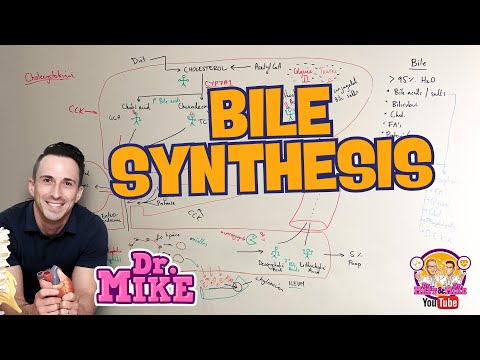 Bile Synthesis | Bile Acids and Salts