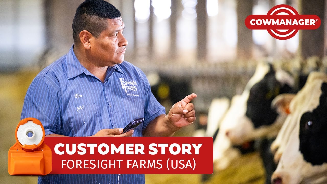 Sort my Cow at Foresight Farms | Reducing Lock-Up Times