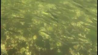 preview picture of video 'Pacific Sand Lance at Manson's Landing Lagoon'