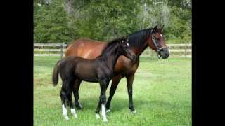 Mustang heart - George fox