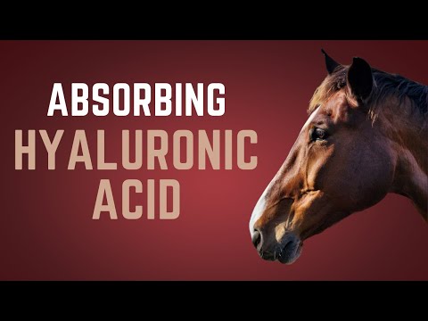 Hyaluronic Acid (HA) Absorption Oral vs Joint Injections for Horses | Equine Nutrition