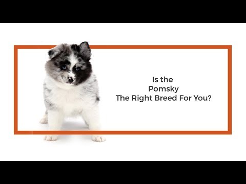 Pomsky Video