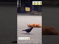 So This Is How Cat Hunts Bird