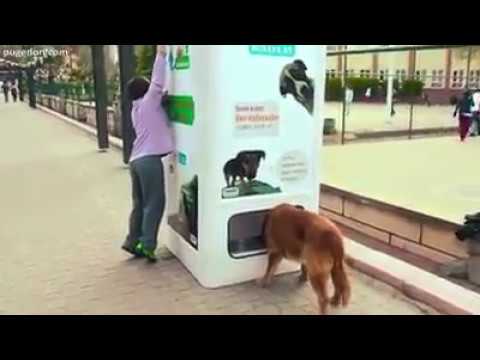 Empresa cria máquina que alimenta animais de rua em troca de garrafas pet
