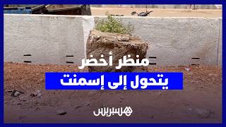 منظر أخضر يتحول إلى إسمنت.. سكان سيدي عثمان  يستنكرون اختفاء أشجار معمّرة من المنطقة thumbnail