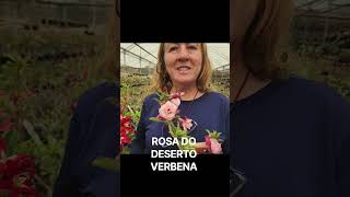 NOVIDADE: VERBENA,  UMA PEQUENA ROSA DE GRANDE BELEZA