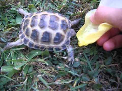 comment prendre soin d'une tortue aquatique