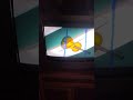Pitch Potch The Sound Machine Rooster Violin And Ship