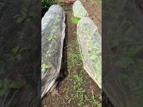 白キャベツ 植物