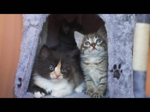 Little Kittens See Cat Tree For The First Time