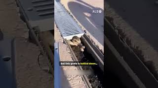 A duckling is trapped in a drain, so two kids unscrew the grate 🦆❤️  #DucklingRescue #AnimalRescue