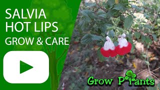 Salvia hot lips – grow & care (Baby sage)