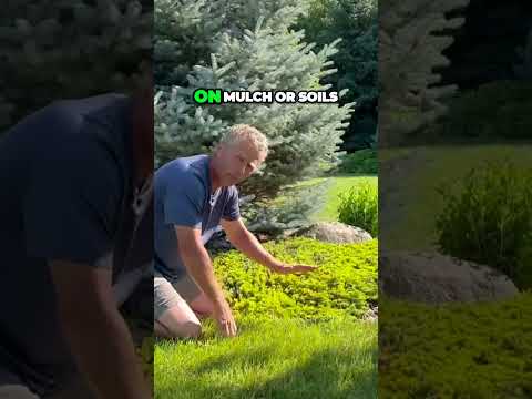 Mother Lode Juniper For Golden Yellow Color