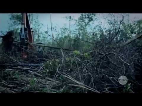 Rise of the Eco-Warriors