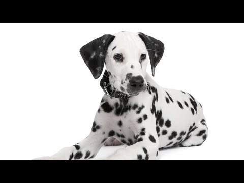 15 Pros and Cons of Owning a Dalmatian
