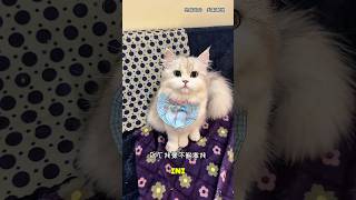 Download lagu 🐱 Babu Mengira Rara Tak Menyayanginya Lagi, Ternyata Ada Kejutan Mengharukan! #shorts #kucing mp3