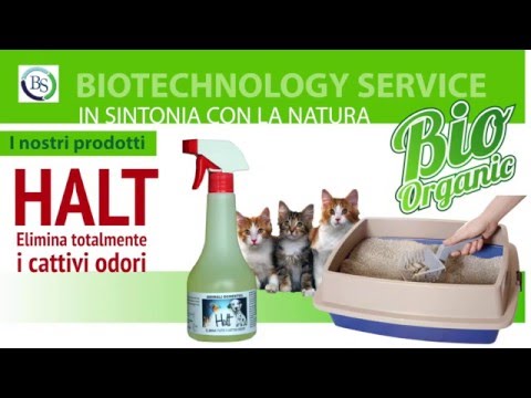 Come liberarsi da vermi ad adulti di un pinworm Quale analisi del sangue fare per rivelare vermi