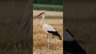Hvid stork fuglelyd