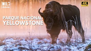YELLOWSTONE - Batallas por la Supervivencia | Documental Completo