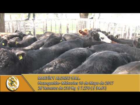 10-05-17 Venta de Machos - Martín y Alonso  SRL -  Huanguelén.