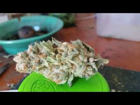 Big Buddha Seeds- buddha kush og pt.1