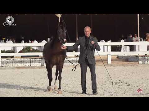 N.79 ETIRA - European Championship 2020 - Prague - Mares 7-9 Years Old (Class 9)