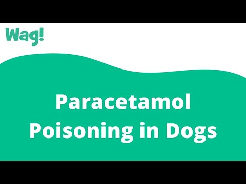 Paracetamol Poisoning in Dogs | Wag!
