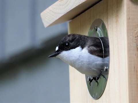 svartvit flugsnappare