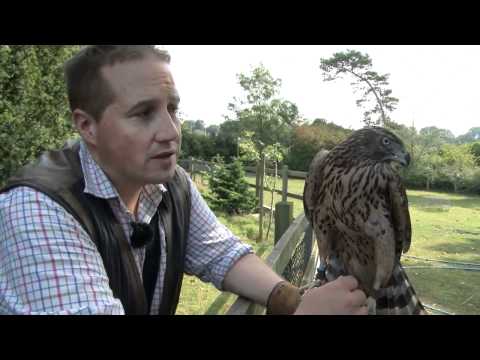 Fieldsports Britain – Birr Castle Game Fair + hawking rabbits