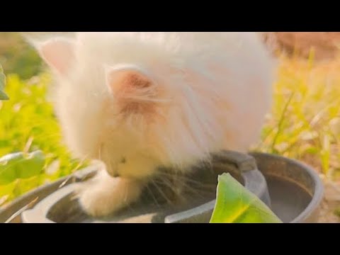 cute cat eating food | Cat video | #cat #catvideos