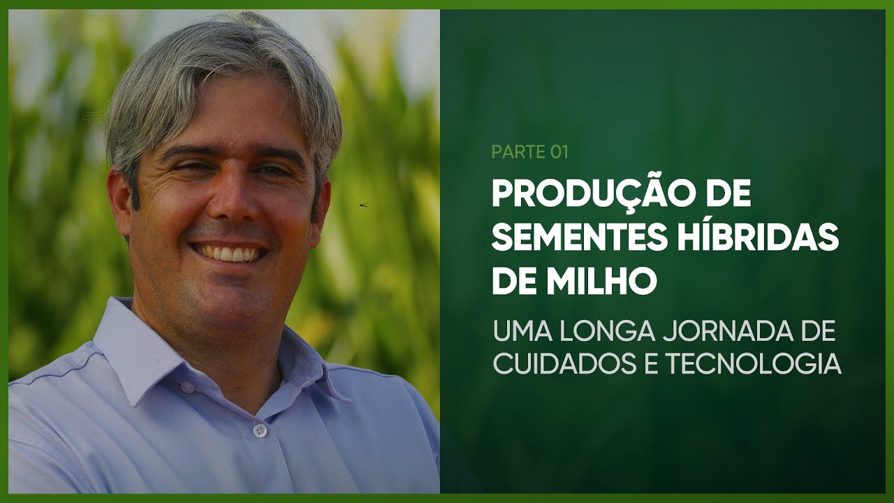 PRODUÇÃO DE SEMENTES HÍBRIDAS DE MILHO - PROGRAMA #32 - AGRO EM FOCO TV DIGITAL