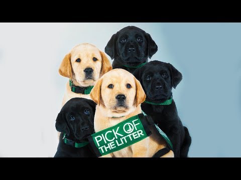 Pick of the Litter - Official Trailer