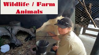 Oakvale Wildlife Park #105 | wild animals, animal videos, Tasmanian Devil, Eagle, animal sounds 💖💖💖