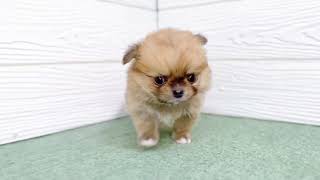 ハーフ犬の動画01