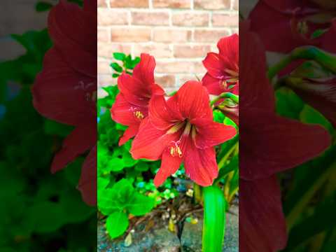 ¿Sabías que el 🌼 amarilis y el lirio 🌸no son la misma planta?