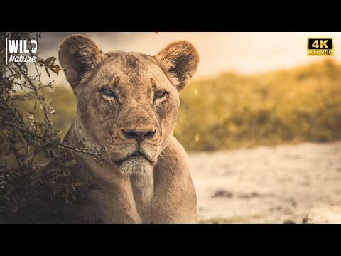 Kings of the Savannah - The Untamed Empire of the Lions | Full Documentary