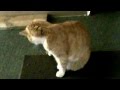 Psyco Cat Chasing Hissing Tail