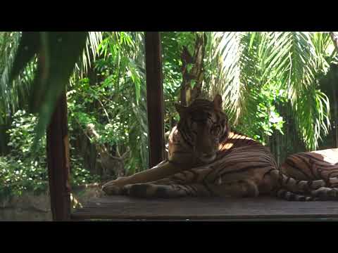 Unique Tigers Collection 8K HDR 60FPS ULTRA HD