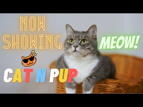 Funny Cat Videos for laugh Clip #3....CAT n PUP....