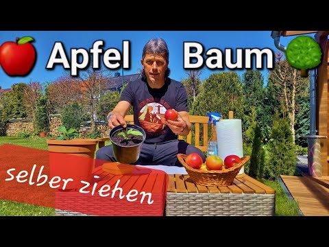 Growing your own apple tree 🍎🌳 | From apple seed to stratification to apple tree #trees