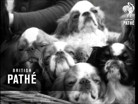 Spaniels  Issue Title Is Hot Dogs (1942)