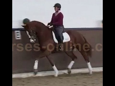 2012 Hanoverian dressage gelding www.sporthorses-online.com