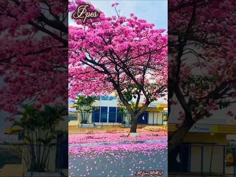 Ipes da Cidade Ocidental - Goiás