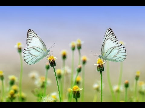 Prelude No 17 - Royalty Free Classical Music