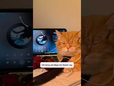 Chứ đừng vội mà nhặt được mèo rơi tạm thời đút túi nha #CatLovers #thucung #nuoimeo